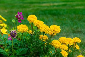 Comment réussir un beau jardin ?