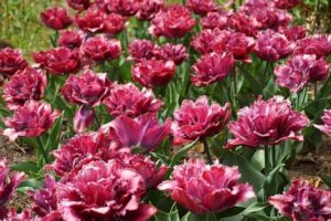 Comment réussir un beau jardin ?